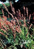 Melica altissima var. atropurpurea 'Red Spire'